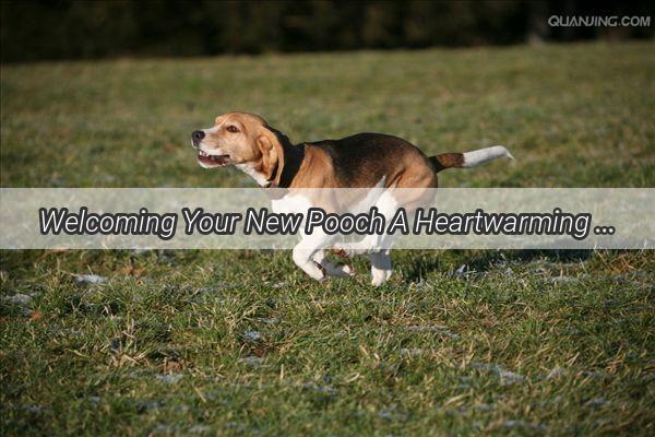 Welcoming Your New Pooch A Heartwarming Guide to Nurturing Your Furry Friends New Home Adventure